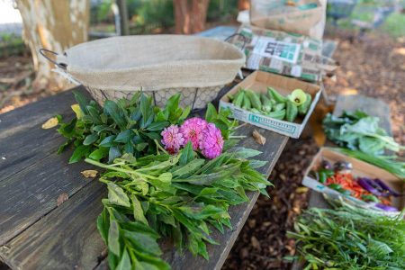 Main Street Ministries Community Garden